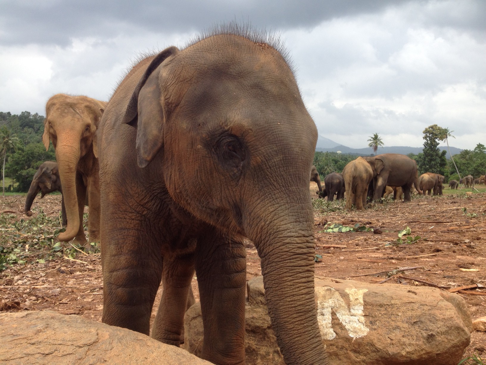 Olifantje in Pinnawala Elephant Orphanage